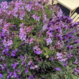 POV- Purple Outside View