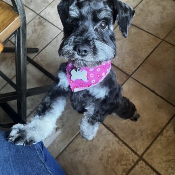 Splish Splash Wags - After - Pet Groomers Near Me - Long Beach, California