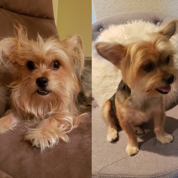 OC Dog House Grooming - Pet Groomers Near Me