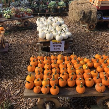 Fairview Gardens - Candy Corn Pumpkins - Nurseries & Gardening Near Me - Coventry, Rhode Island Fairview Gardens - Candy Corn Pumpkins - Nurseries & Gardening Near Me - Coventry, Rhode Island