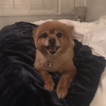 Doggy Dog Grooming - Pet Groomers Near Me - Richmond, California Doggy Dog Grooming - Pet Groomers Near Me - Richmond, California