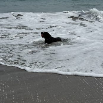 DePaul K9 Academy - Fun times at the beach after a good workout! - Pet Training Near Me