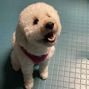 Flo's Happy Clipper - Ginji! - Pet Groomers Near Me - Eatontown, New Jersey Flo's Happy Clipper - Ginji! - Pet Groomers Near Me - Eatontown, New Jersey