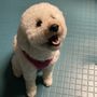 Photo of Flo's Happy Clipper