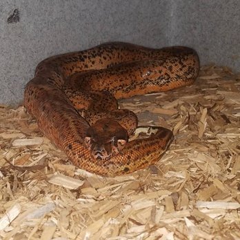 401 Reptiles - Reptile Shops Near Me - West Warwick, Rhode Island