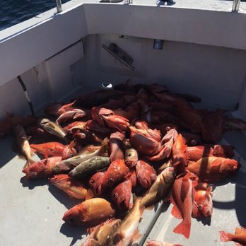 Last Cast Sportfishing - Rock fish perfect for tacos - Fishing Near Me Last Cast Sportfishing - Rock fish perfect for tacos - Fishing Near Me