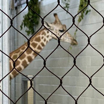 Chattanooga Zoo At Warner Park - New giraffes - Amusement Parks Near Me - Chattanooga, Tennessee Chattanooga Zoo At Warner Park - New giraffes - Amusement Parks Near Me - Chattanooga, Tennessee