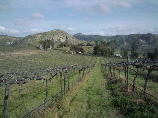 Orfila Vineyards and Winery by null