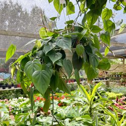 Digg Gardens