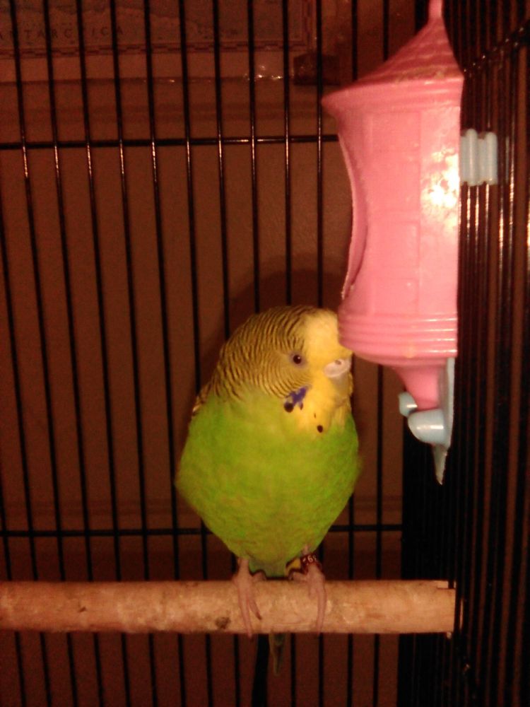 Brookline Birdy Care - pet boarding facility in Brookline, MA