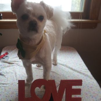 Posh PawZ - Pet Groomers Near Me Posh PawZ - Pet Groomers Near Me