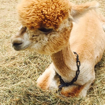 Island Alpaca - Knitting Supplies Near Me - Oak Bluffs, Massachusetts