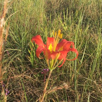 Kissimmee Prairie Preserve State Park - I forgot the name. Very rare :/ - Parks Near Me - Okeechobee, Florida Kissimmee Prairie Preserve State Park - I forgot the name. Very rare :/ - Parks Near Me - Okeechobee, Florida