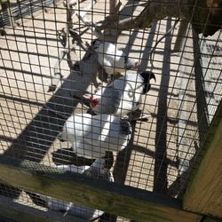 Randall Oaks Zoo