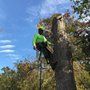 Photo of Daytona Tree Service