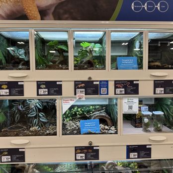 PetSmart - Lizards - Pet Training Near Me - Davenport, Florida PetSmart - Lizards - Pet Training Near Me - Davenport, Florida