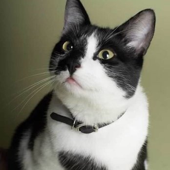 Sarah Daniel - The Kind Vets - Obama The Cat 4/20/2006 to 11/25/2020  I named him after Senator Barack Obama. - Veterinarians Near Me