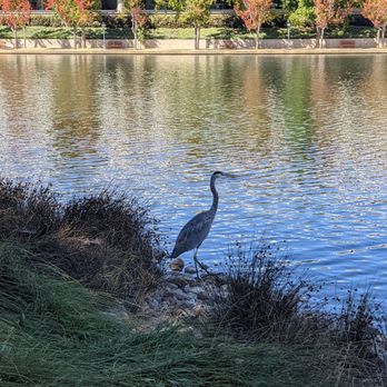 Annabel Lake - Lakes Near Me - San Ramon, California
