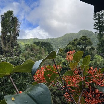 Forest Bathing Hawai'i - Walking Tours Near Me - Honolulu, Hawaii Forest Bathing Hawai'i - Walking Tours Near Me - Honolulu, Hawaii