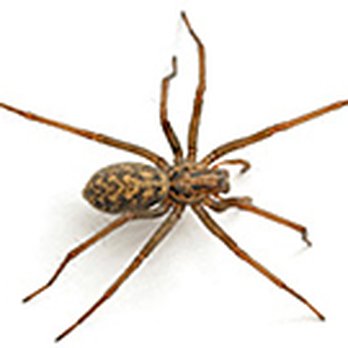 Shumaker's Pest Control - Spider - Pest Control Near Me