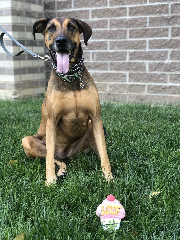 LAND OF PAWS 15 Photos & 31 Reviews 6772 W 135th St, Overland Park, Kansas Pet Stores