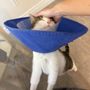 WAVES Veterinary Emergency & Specialty Hospital