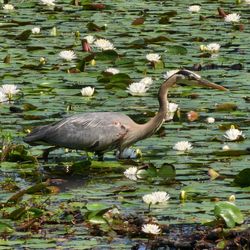 Mass Audubon Broadmoor Wildlife Sanctuary - Great blue heron