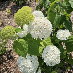 Nature By Design - Native hydrangea