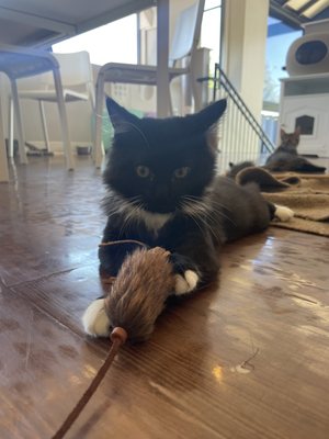 Cat Tales Cat Cafe by null