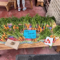 Poe Cooperative Nursery School - Carrots that the kids harvested from their garden that they tend year round.