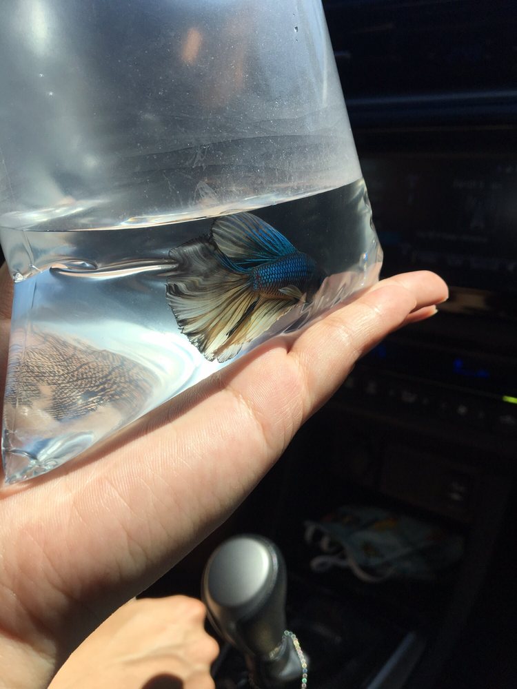 Paradise/blue mustard half moon betta 15 Yelp