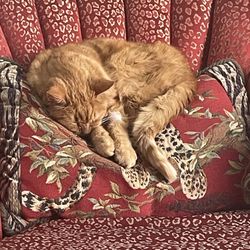 Towne Square Animal Hospital - One of his many favorite spots!