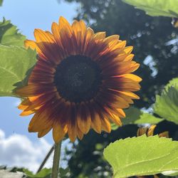 Bellefonte / State College KOA - Peak sunflowers around the pool/splash pad.