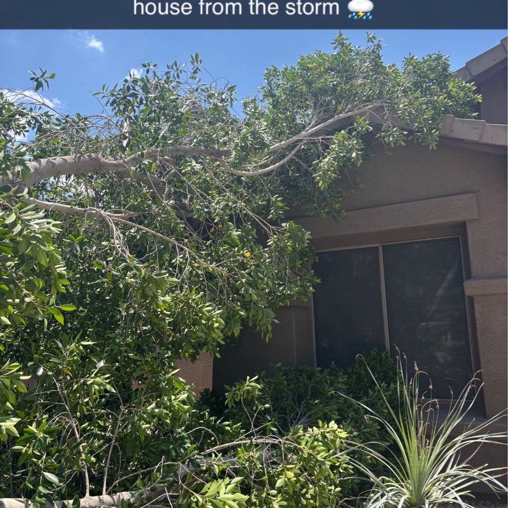 Roy's Trees - Tree Services Near Me Roy's Trees - Tree Services Near Me