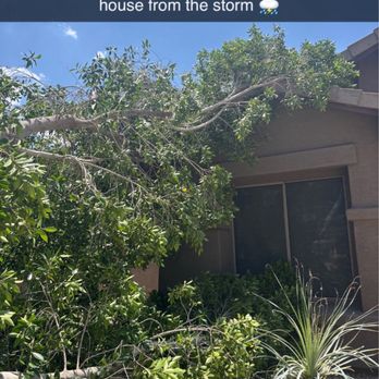 Roy's Trees - A fallen tree with lush green foliage rests against a house, with a clear blue sky overhead, indicating storm damage. - Tree Services Near Me
