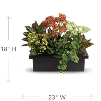 University Florist - Advertised Telefloral basket (I do understand that plants can be substituted) - Florists Near Me - Oxford, Mississippi