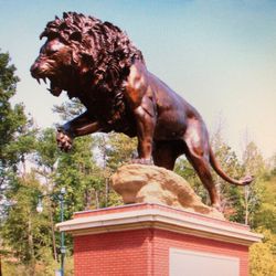 Largest lion in the world