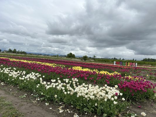 Tulip Valley Farms by null