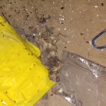 Rodent Innovative Professionals - Old dead rats - Pest Control Near Me Rodent Innovative Professionals - Old dead rats - Pest Control Near Me