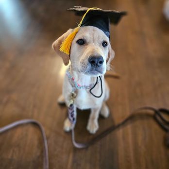 PRESENTABLE K-9 - Updated February 2026 - 16 Reviews - Bolingbrook