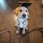 Photo of Presentable K-9