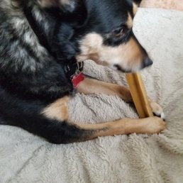 Santolina Nell with her favorite chews. Santolina Nell with her favorite chews.
