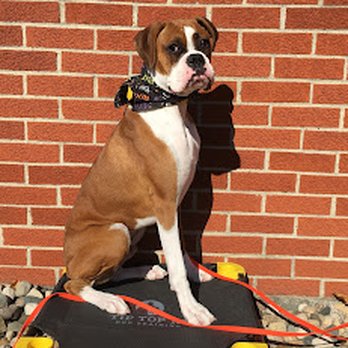 Tip Top K9 -Troy - Pet Training Near Me Tip Top K9 -Troy - Pet Training Near Me