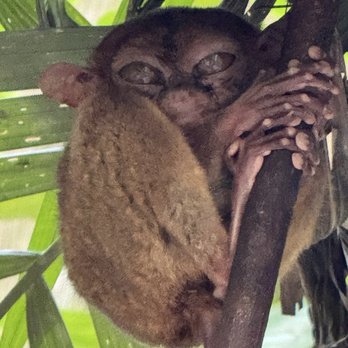 Philippine Tarsier Sanctuary - Tarsier Sanctuary Experience 2025 - What a paradise tour of Philippines best landscape in the world... - Community Service/Non-Profit Near Me - Corella, BOH Philippine Tarsier Sanctuary - Tarsier Sanctuary Experience 2025 - What a paradise tour of Philippines best landscape in the world... - Community Service/Non-Profit Near Me - Corella, BOH