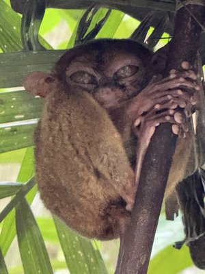 Philippine Tarsier Sanctuary by null