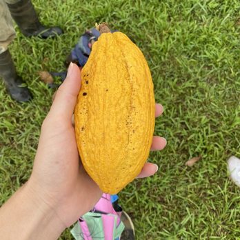 Lavaloha - Cacao to sample - Chocolatiers & Shops Near Me - Hilo, Hawaii