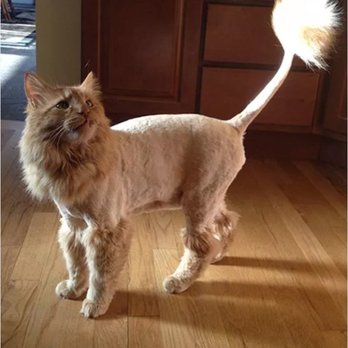 U Dirty Dawg - "Red my Maine Coon so handsome! - Pet Training Near Me - Greenwood, Indiana U Dirty Dawg - "Red my Maine Coon so handsome! - Pet Training Near Me - Greenwood, Indiana