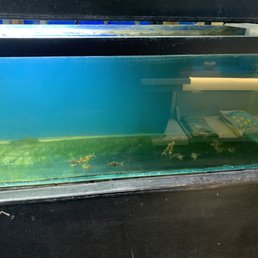 Fish in tank Fish in tank