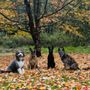 Photo of Little Mountain K9