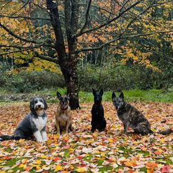 Little Mountain K9